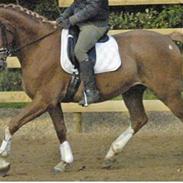 Dansk Varmblod Landlysts Fellini