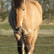 Anden særlig race Valdemar