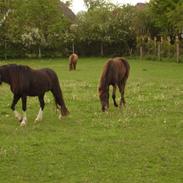 Dartmoor Trøjka SOLGT