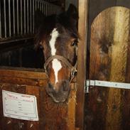 Dartmoor Trøjka SOLGT