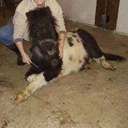 Shetlænder Mini-prutten