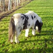 Shetlænder Mini-prutten