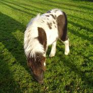 Shetlænder Mini-prutten