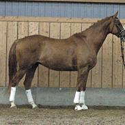 Dansk Varmblod Landlysts Fellini