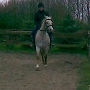 Anden særlig race Athene