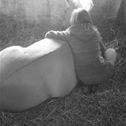 Fjordhest Pauline <3! [ Gl. part]