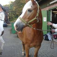 Tyroler Haflinger | Enggaardens Clarine 