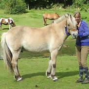 Fjordhest  Dino - SOLGT 