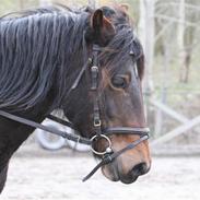 Welsh Cob (sec D) Berta 