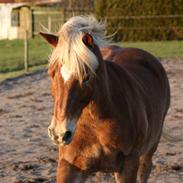 Haflinger Manito tidl hest