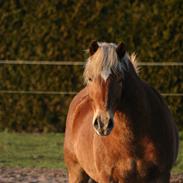Haflinger Manito tidl hest