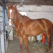 Fuldblod (XX) Madrilenjo