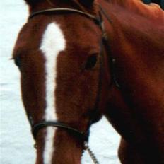 Anden særlig race Mr. Beauty *død 1998*