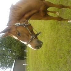 Dansk Varmblod vedette * solgt