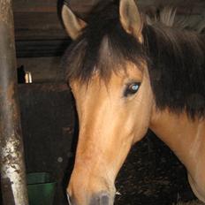 Anden særlig race Santos *elevpony* 