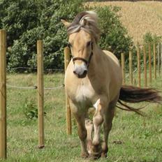 Fjordhest Knag