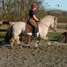 Fjordhest Cadeau Halsnæs AVLSHINGST