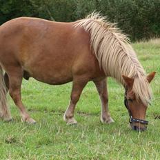 Shetlænder Basti (Gammel part)