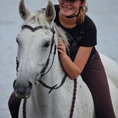 Dansk Varmblod Corona <3