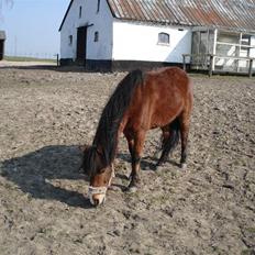 Anden særlig race Julianebjergs Fadango