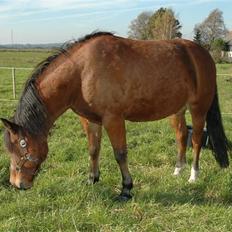 New Forest Krogsgaards Snickers