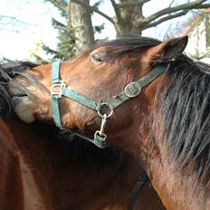 New Forest Krogsgaards Snickers