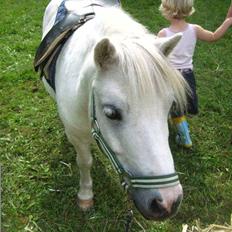 Shetlænder Onslow<3*død*