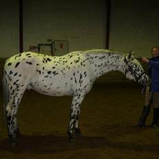 Knabstrupper Charmeur *solgt*