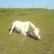 Welsh Mountain (sec A) Billy R.I.P