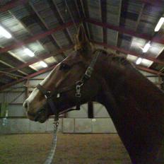 Dansk Varmblod Felix højgård (solgt)