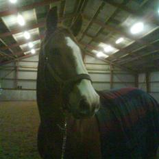 Dansk Varmblod Felix højgård (solgt)