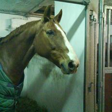 Dansk Varmblod Felix højgård (solgt)