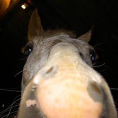 Anden særlig race Athene