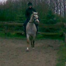 Anden særlig race Athene