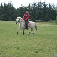 Welsh Mountain (sec A) Edelweiss Niller