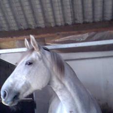 Anden særlig race Beauty - R.I.P. 30.7.2009