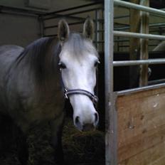 Anden særlig race Beauty - R.I.P. 30.7.2009