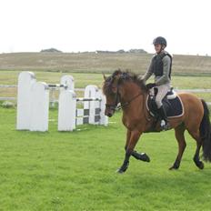 Hollandsk Sportspony Naomi - SOLGT -