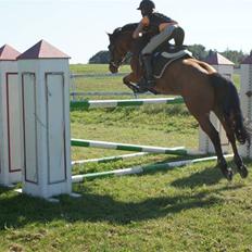 Hollandsk Sportspony Naomi - SOLGT -