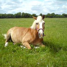 Tyroler Haflinger | Enggaardens Clarine 