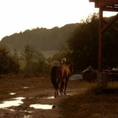 Anden særlig race Cosmo