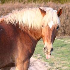 Haflinger Manito tidl hest