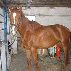 Fuldblod (XX) Madrilenjo