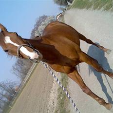 Fuldblod (XX) Madrilenjo