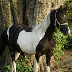 Barockpinto 1PRÆMIE VICTORIA