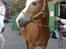 Tyroler Haflinger | Enggaardens Clarine  - Prinsessen på gårdspladsen <3