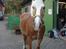 Tyroler Haflinger | Enggaardens Clarine  - på gårdspladsen (;
