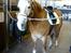 Tyroler Haflinger | Enggaardens Clarine  - klar til ridning (: