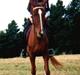 Anden særlig race Mr. Beauty *død 1998*