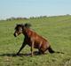 New Forest Krogsgaards Snickers